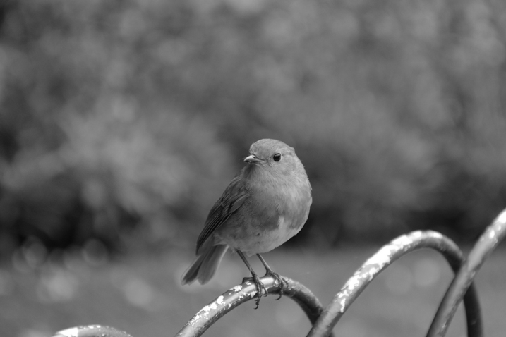 The greyscale image which is 'correct'