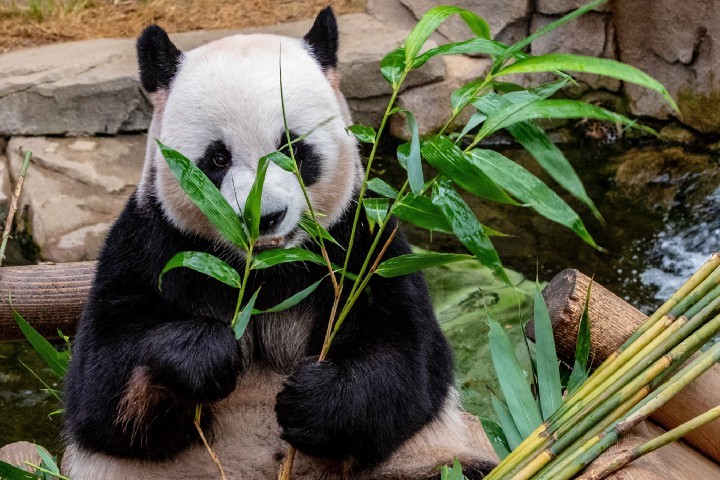 5 Расширенных возможностей Pandas и как ими пользоваться
